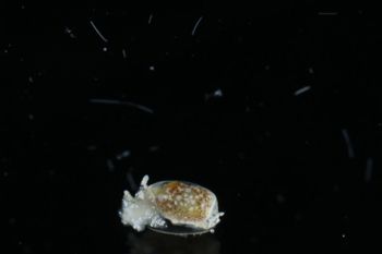 Media type: image;   Malacology 393732 Description: live specimen;